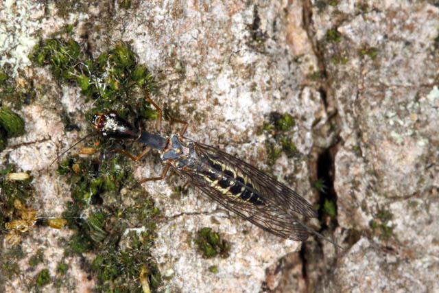 Atlantoraphidia maculicollis - Copyright Denis Bourgeois